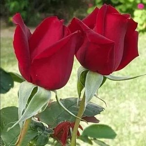 Meet your Posher, Flora